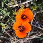 Calochortus kennedyi Flower