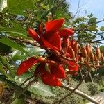 Erythrina fusca Flor