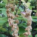 Pterostyrax hispidus Froito