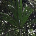 Borassodendron machadonis অভ্যাস