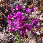 Allium crispum