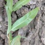 Salix alba পাতা