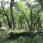 Nothofagus pumilio Hàbitat