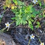 Bidens bipinnataBlodyn