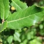 Quercus phillyreoides Yaprak