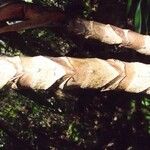 Cordyline mauritiana Bark