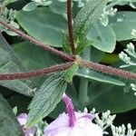 Potentilla nepalensis چھال