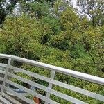 Avicennia marina Облик