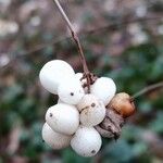 Symphoricarpos albus Frukt