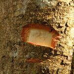 Pentaclethra eetveldeana Bark
