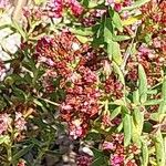 Crassula sarcocaulis Flower