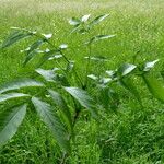 Fraxinus excelsior 葉