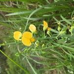 Crotalaria spectabilis Blomma