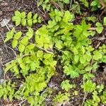 Rubus spectabilis Leaf