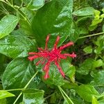 Odontonema cuspidatum फूल