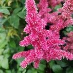 Astilbe japonicaBloem