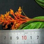 Palicourea triphylla മറ്റ്