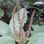 Acalypha communis Λουλούδι