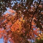 Acer × freemanii পাতা