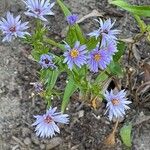 Symphyotrichum laeve Flower