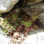 Saxifraga pentadactylis Habit