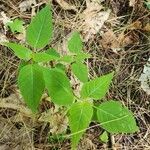 Circaea canadensis Yaprak