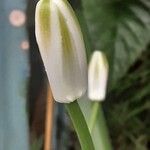 Albuca nelsonii 花