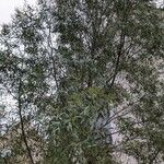 Eucalyptus parvula Hábito