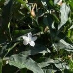 Jasminum officinaleFlor