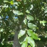 Nothofagus obliqua 葉