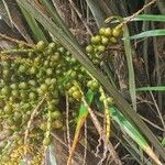 Arenga tremula Fruit