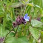 Anchusella cretica Fleur