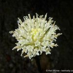 Chaenactis parishii Flower