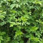 Sambucus canadensis অভ্যাস