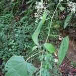 Ayenia catalpifolia Hábito