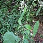 Byttneria catalpifolia Hábito