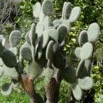 Opuntia leucotricha Blatt