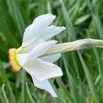 Narcissus poeticus Kwiat
