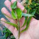 Pontederia diversifolia Blad