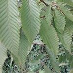 Acer carpinifolium Likasa