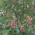 Aesculus × carnea Hábito