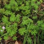 Geranium homeanum Hábito