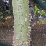 Ceiba pentandra 樹皮