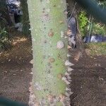 Ceiba pentandra Bark