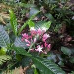 Psychotria gabriellae 花