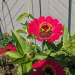 Zinnia elegansFlors