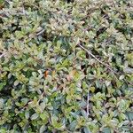 Cotoneaster dammeri Celota