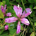 Polygala californica 花