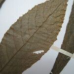 Carpotroche longifolia Otro