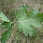 Brassica fruticulosa Feuille